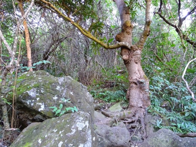 Un vieux manguier dans la descente vers la Ravine à Marquet