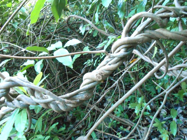 La liane papillon envahit tout à des vitesses impressionnantes