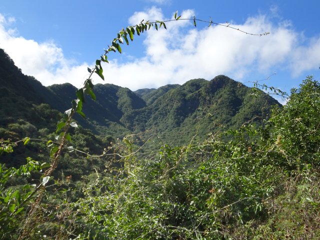 Et encore des lianes qui boucheront bientôt le point de vue