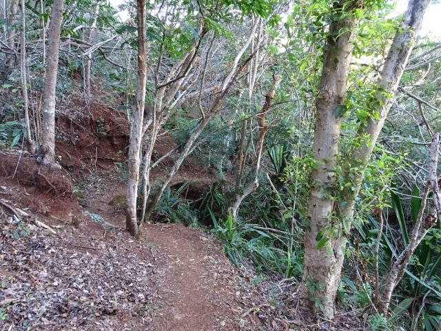 Parties boisées avec sentier presque plat