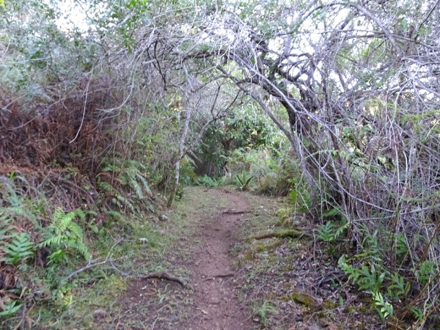 Beaucoup de fougères et de poivriers aux branches fragiles