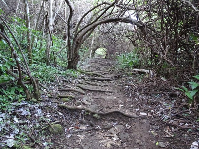 Plusieurs traversées de longues portions de racines de poivriers