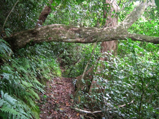 Nouveaux grands arbres tout le long du cheminement