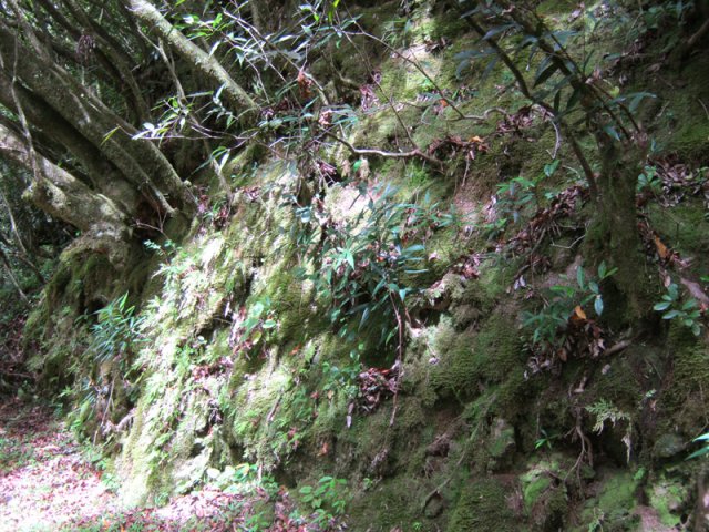 Le sentier, bordé de talus, a été taillé dans le rempart