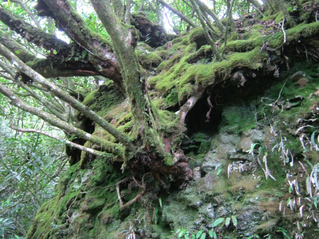 Quelques vieilles racines créent de belles natures mortes