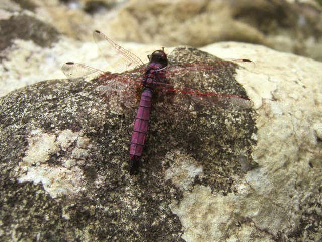 De grosses libellules chassent les insectes au bord de la rivière