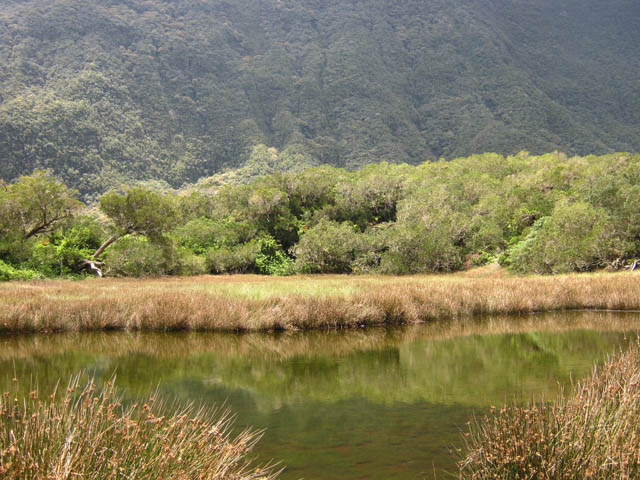 La Grande Mare entourée de joncs