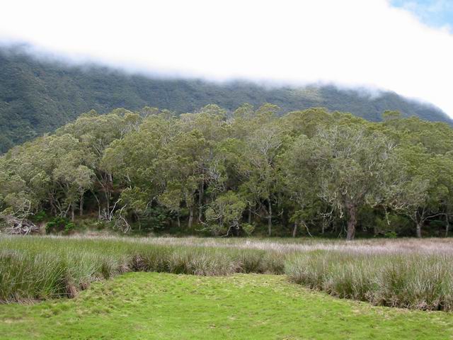 La même mare du côté des tamarins qui la bordent