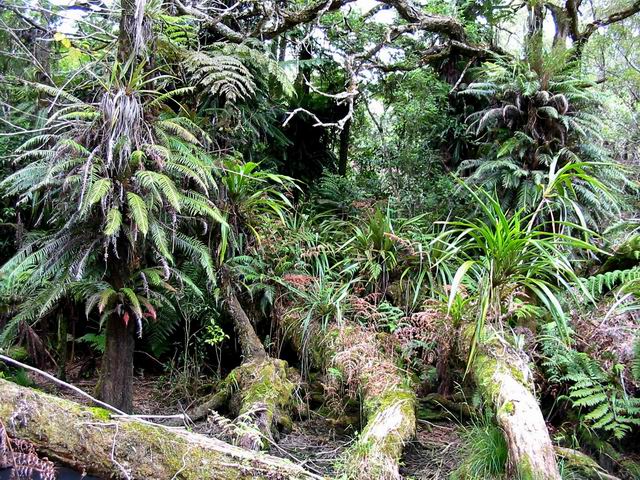 La Forêt de Bélouve, le paradis des épiphytes