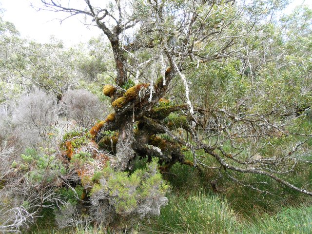 Même dans les clairières, la mousse s'installe sur les troncs