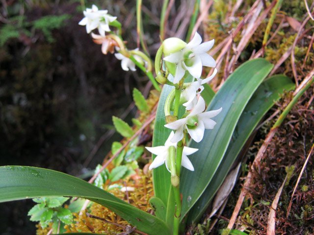 A la saison, les orchidées font oublier la boue