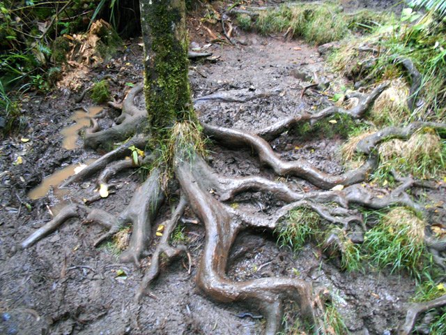 Les arbres souffrent encore plus que les randonneurs