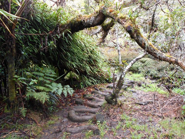 Petite clairière envahie de fougères