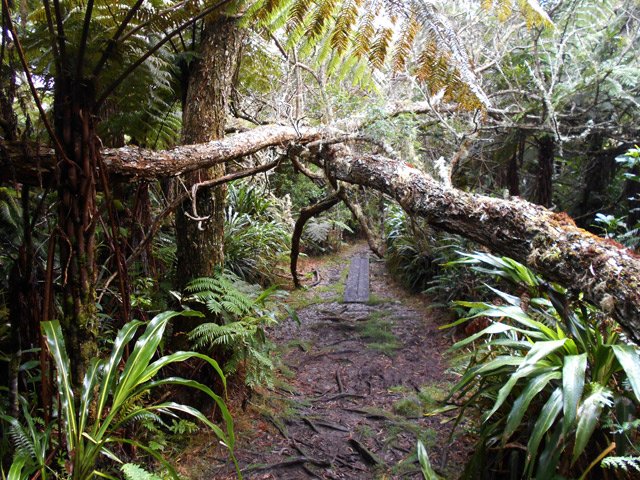 On passe malgré la chute de quelques tamarins