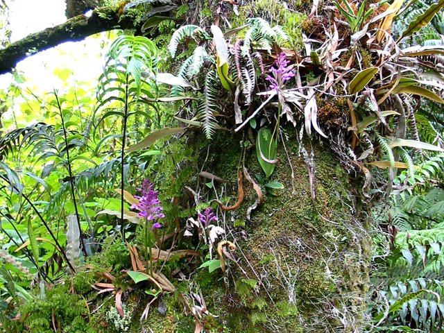 Impossible de nommer un arbre sans ses feuilles