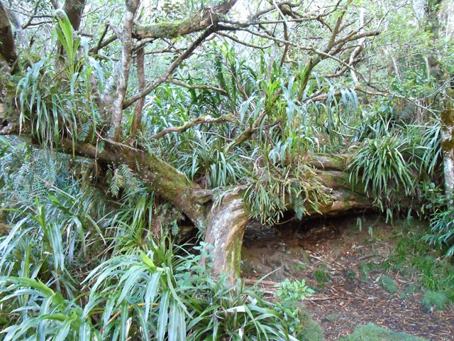 Ne pas manquer le détour vers la Reine des Tamarins depuis la piste