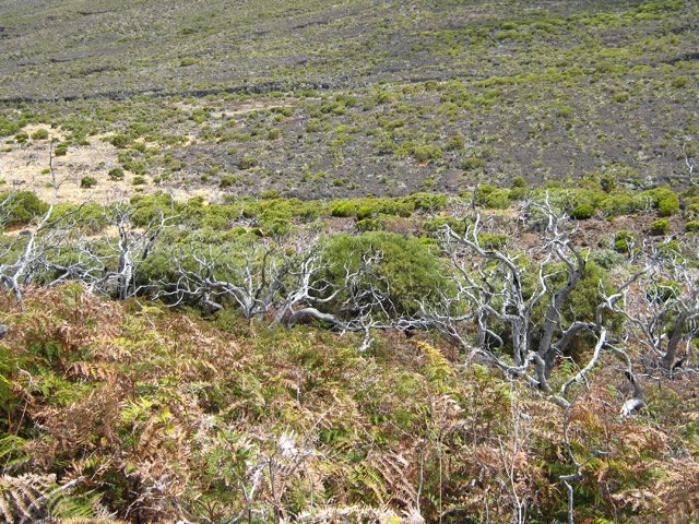 Les flancs du Piton Rouge couverts de fougères et de bois brûlés