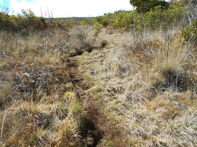 Raccourci étroit mais toujours facile jusqu'à la Ravine de Bellevue