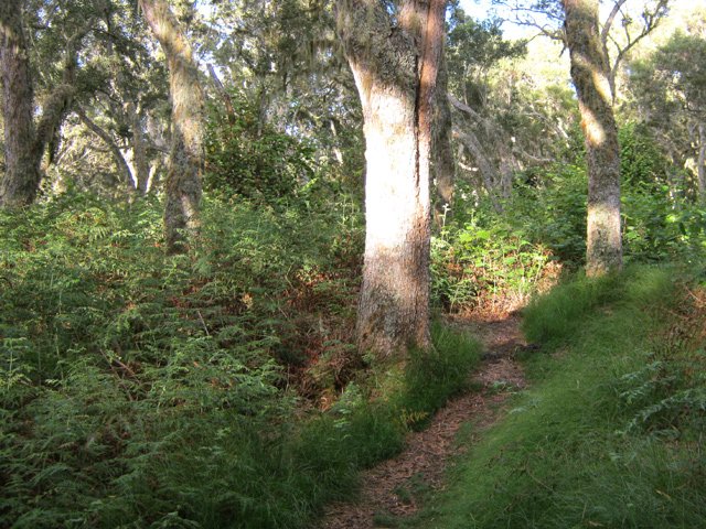 Très agréable forêt de tamarins en direction de l'observatoire