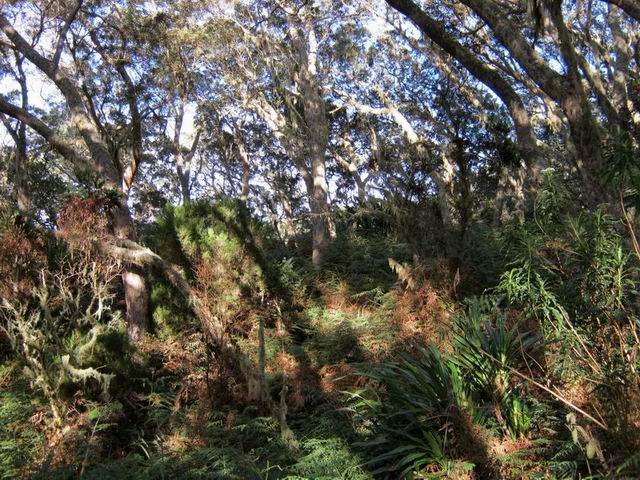 La forêt de tamarins sur les deux premiers km de la sortie