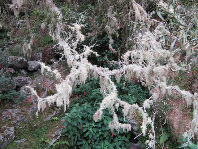 Les lichens ont envahi une grande partie des abords de la RF des Tamarins pour le retour