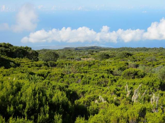 Les branles verts ont remplacé les tamarins : meilleure vue sur l'océan
