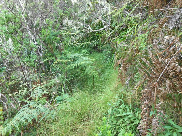 Une portion de sentier herbeuse, pas encore nettoyée
