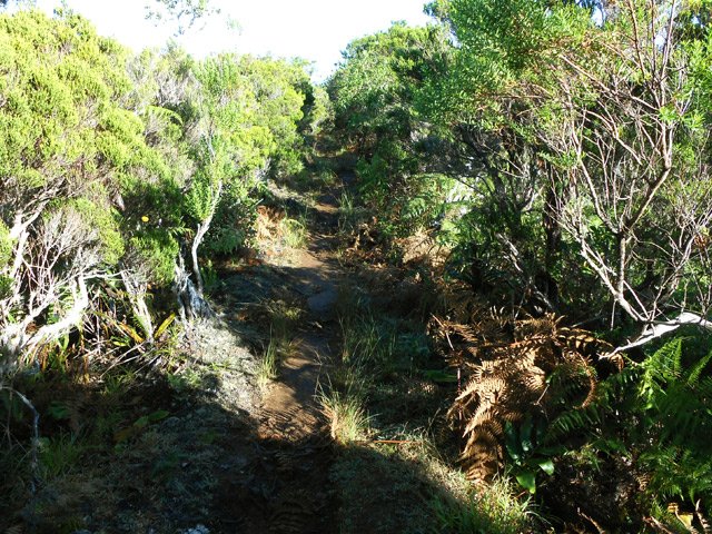 Branles verts, ambavilles et fleurs jaunes le long du sentier