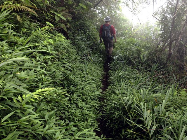 Une bonne partie de la descente s'effectue dans les jouvences