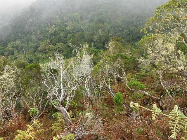 Une idée de la végétation sortant des fougères