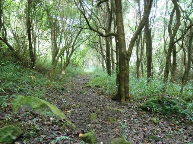 La fin du circuit boisé avant l'arrivée à Dos d'Ane