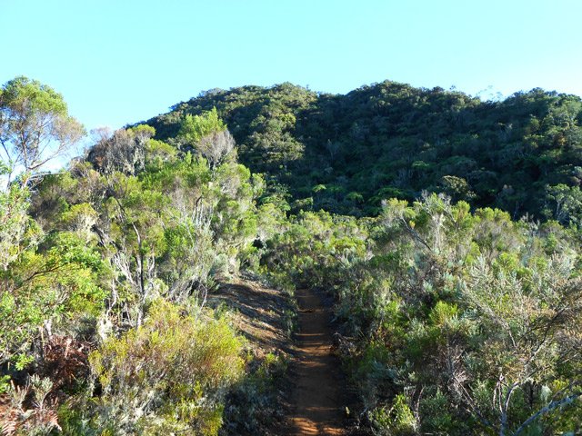 Le sentier à l'approche du Piton Bâtard