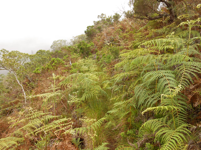 Une portion étroite et couverte de fougères avant d'arriver au Piton Grand Bazar