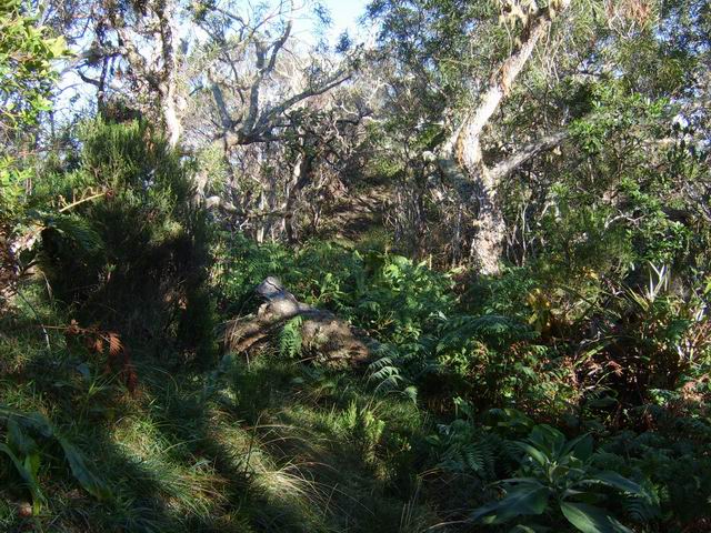 Le sentier près du Piton Fougères dans les tamarins et bois de couleurs