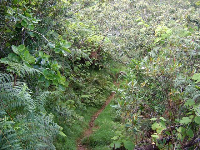 L'étroit sentier, toujours praticable dans la forêt de bois de couleurs