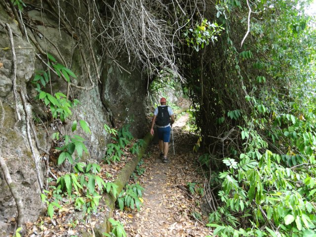 Les lianes papillon ont tout envahi et fissurent les rochers