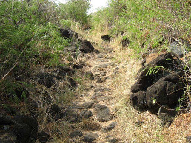 Les épineux sont de plus en plus nombreux mais ne gênent pas la marche