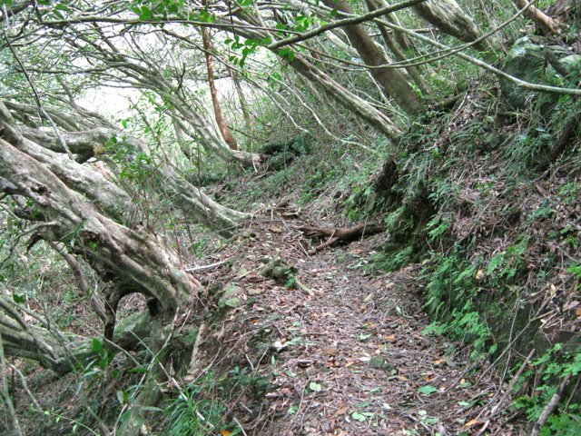 Les jamrosats poussent horizontalement dans les dernière pentes du Corymbis