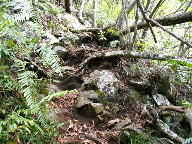 Quelques passages sur grandes racines et rocailles