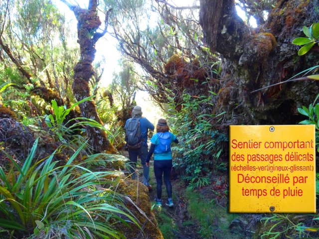 Le Sentier de Takamaka débute par une belle forêt de branles moussus
