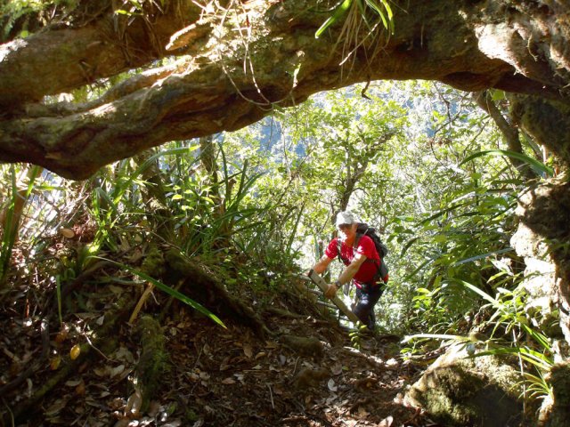 La descente devient vertigineuse à partir de l'arbre penché sur le sentier