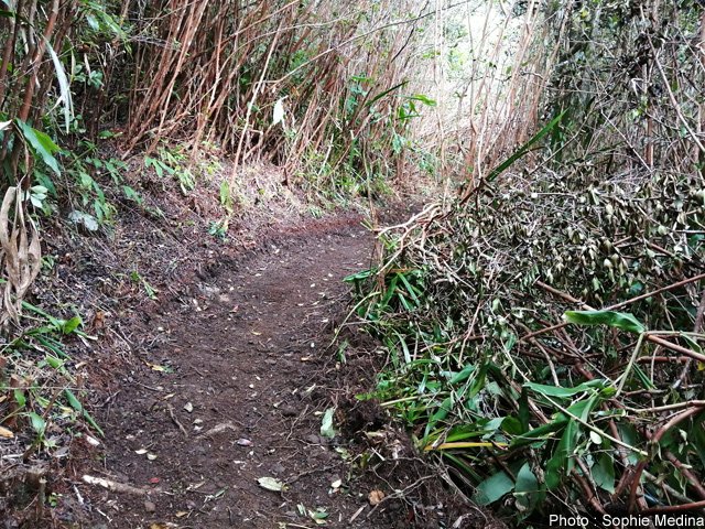 Et bien évidemment les incontournables goyaviers