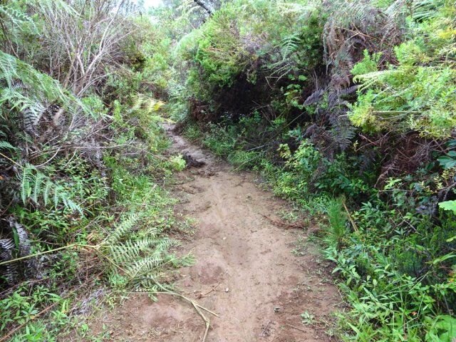 Sentier glissant dans une végétation de broussailles jusqu'à Macassis