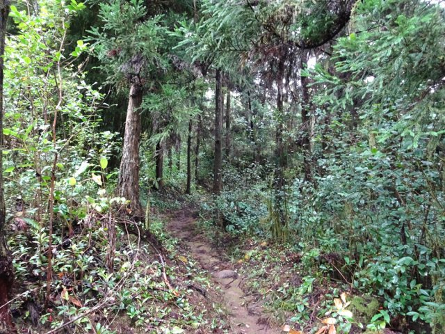 Une partie du sentier traverse la forêt de cryptomerias