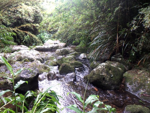 Une des ravines traversées dans la forêt