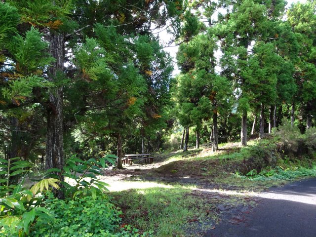 Aires de repos le long de l'agréable route sous les cryptomerias