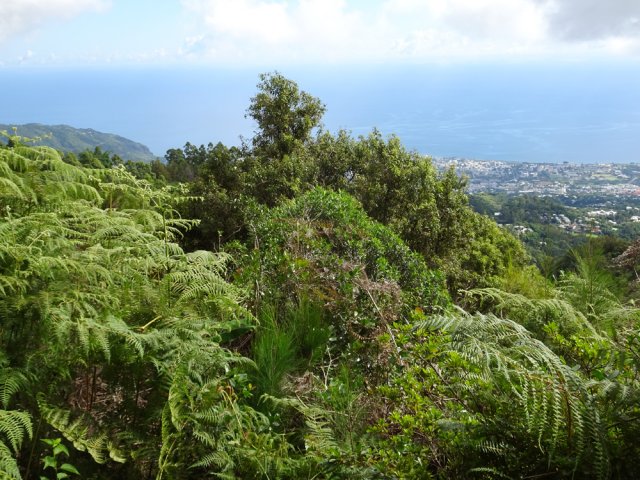 Le point de vue depuis le morne est plus banal que ceux aperçus depuis le sentier