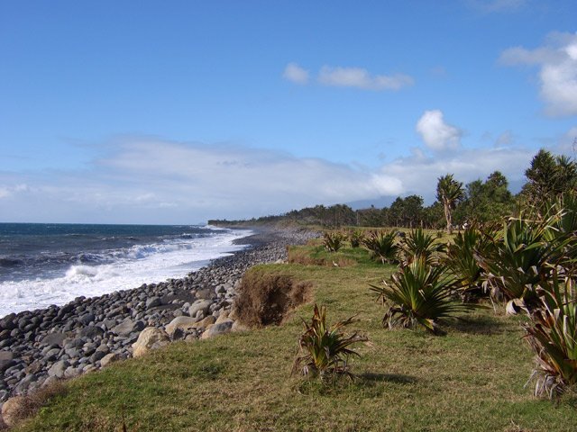 Jeunes vacoas ayant des difficultés de pousse en raison des embruns