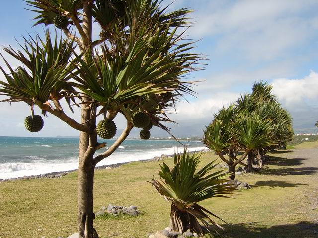 Les vacoas de la plage de la Rivière des Roches