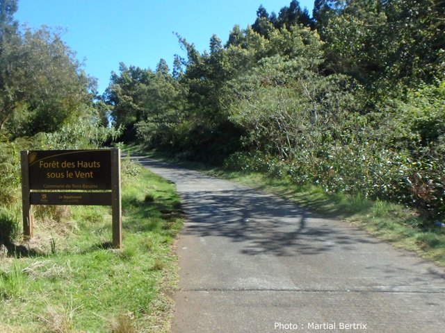 Les forêts, hélas, sont couvertes de plus en plus d'acacias noirs